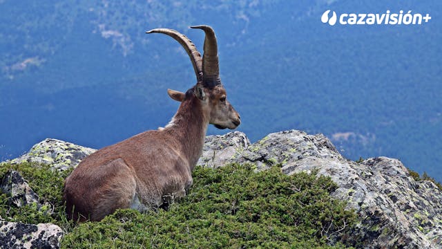 Cabra hispánica y perdiz roja, turism...