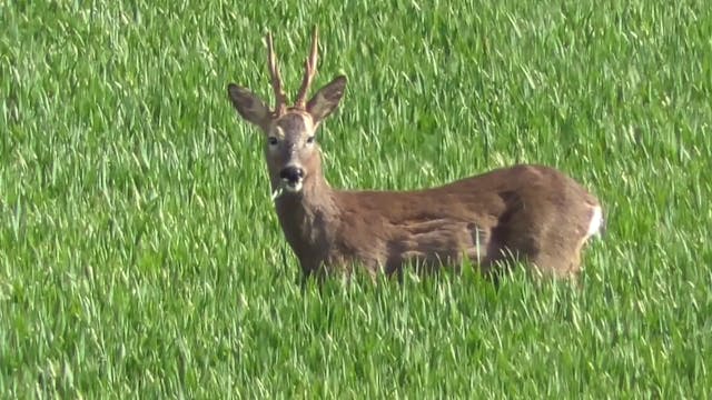 Corzos. La elección del trofeo antes ...