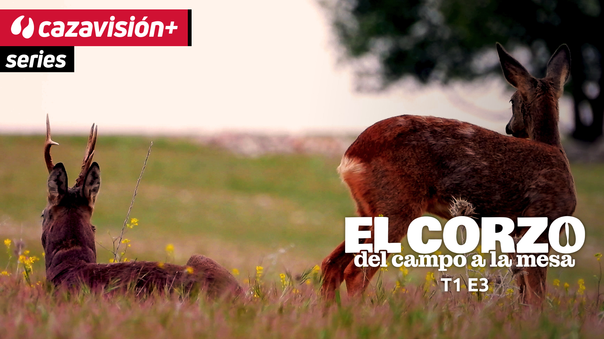 Verano con Luis Lera