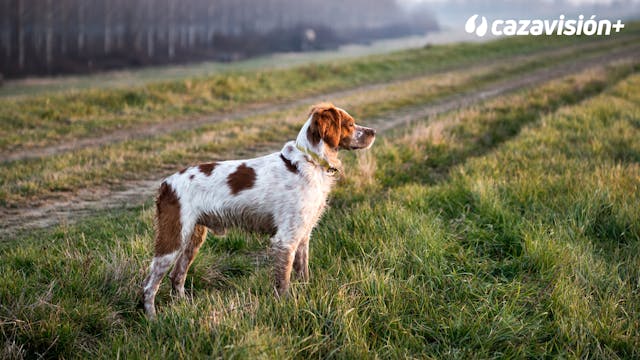 Curso de adiestramiento. Cap 9: La re...