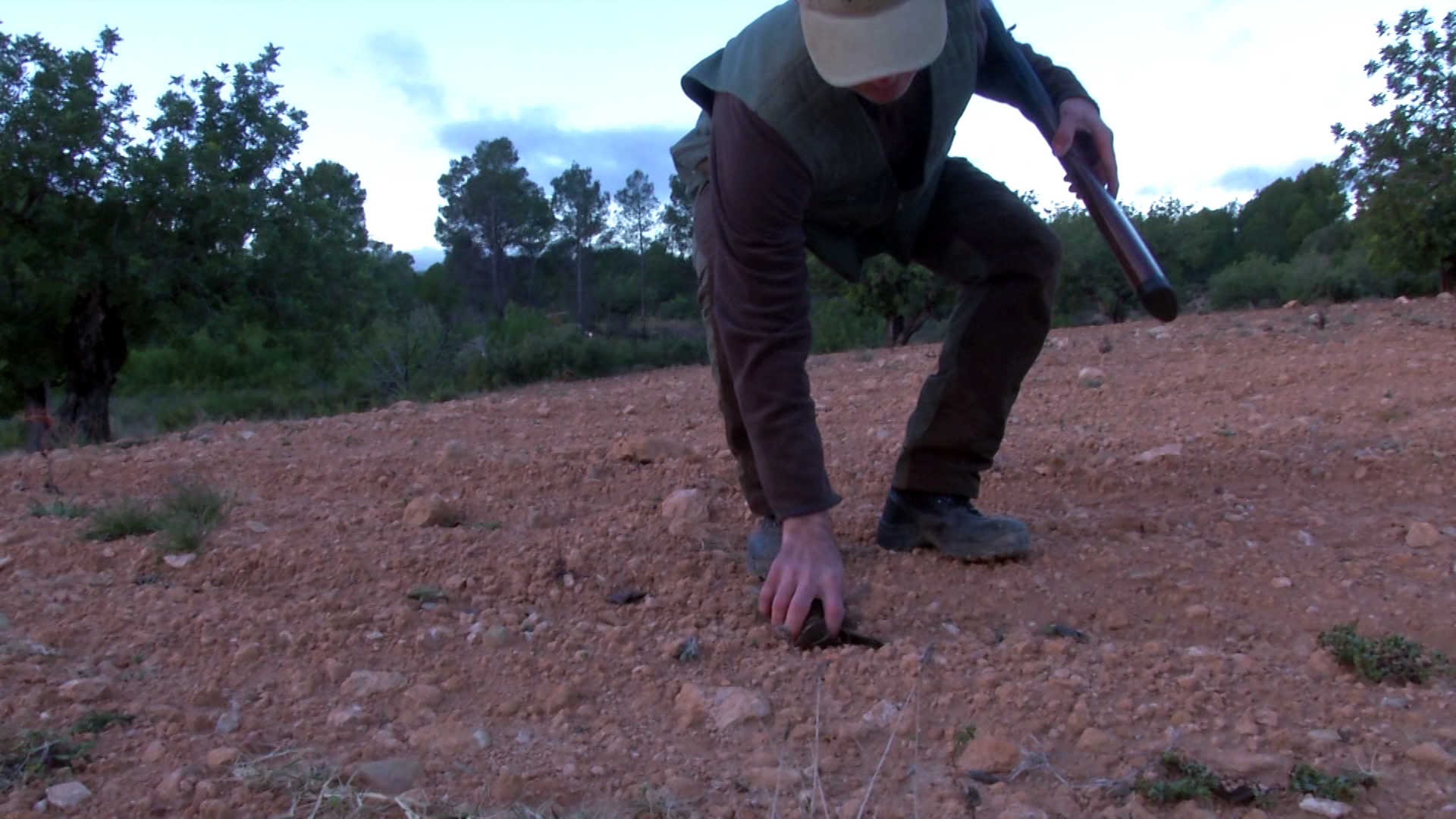 Zorzales de invierno, cuando encuentran alimento