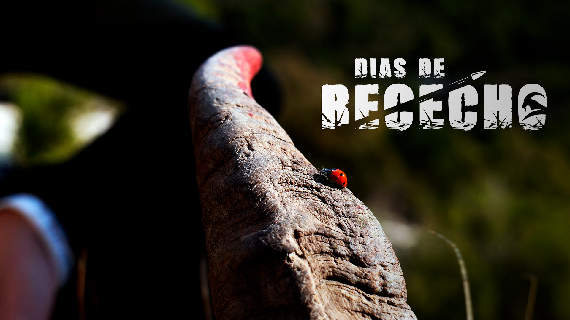 Días de Rececho. Monteses II