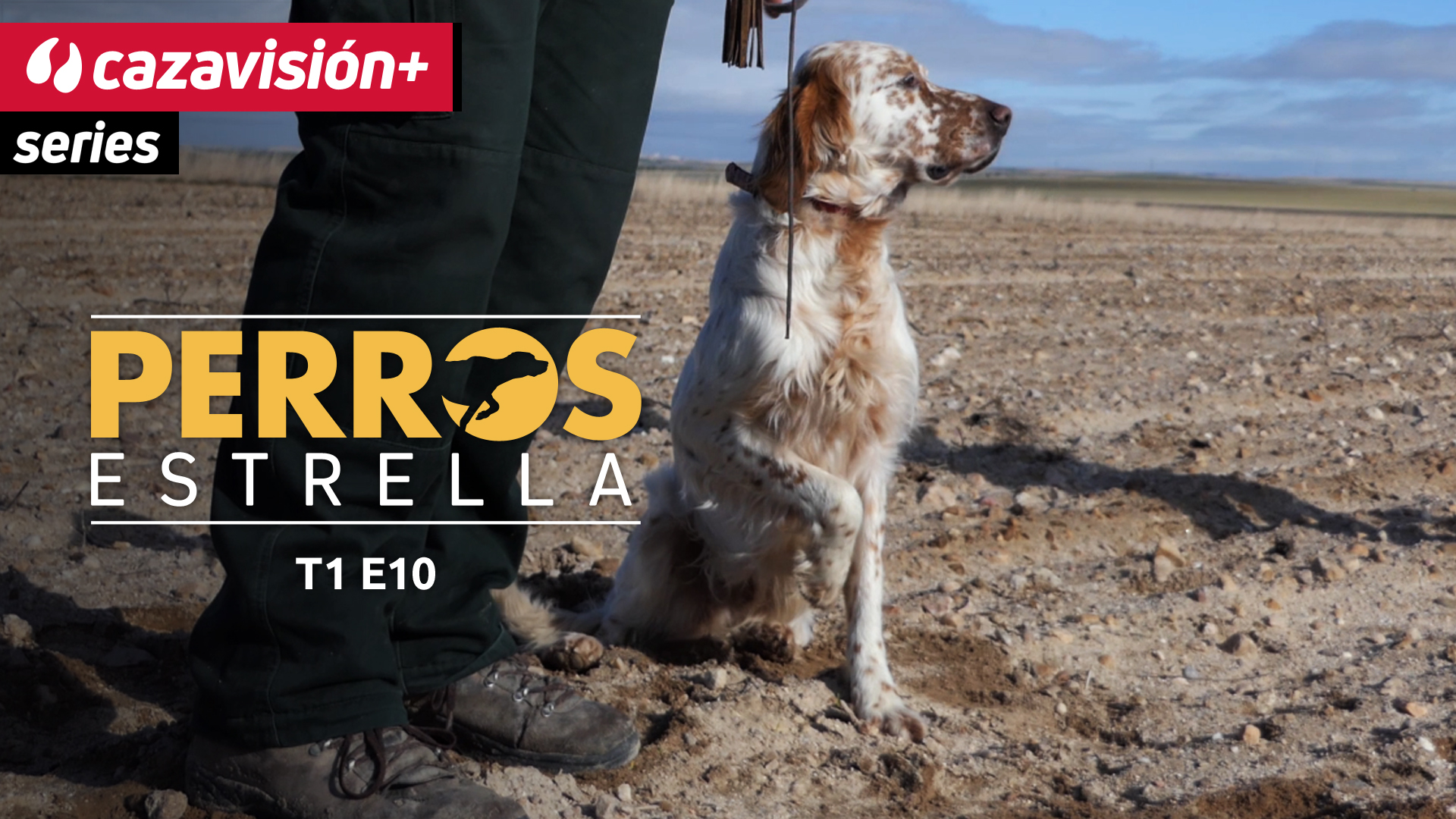 Che, un setter inglés que compite con halcones