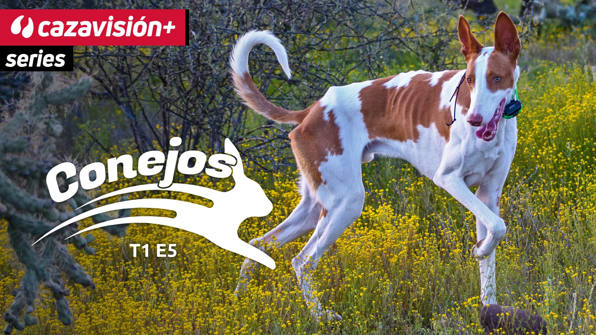 Ibicencos, los señores de caza a diente