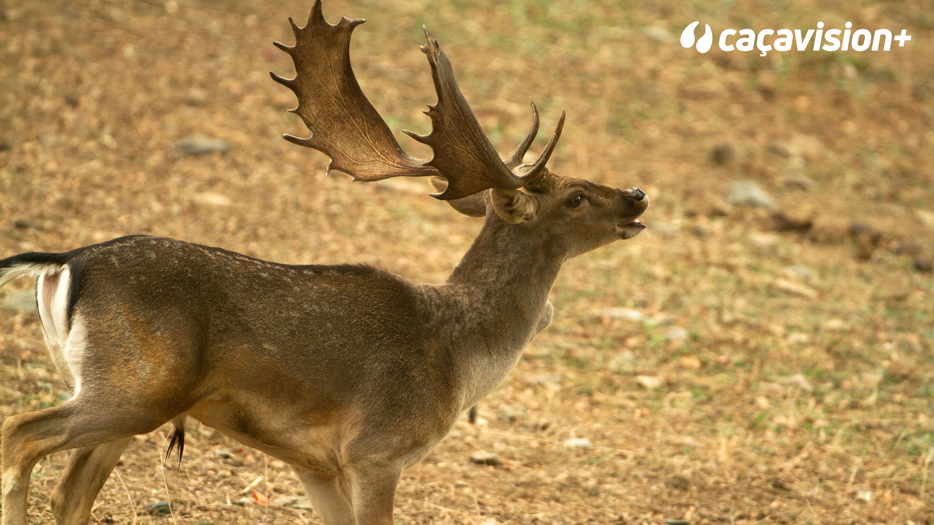 Montería Cerro del Águila