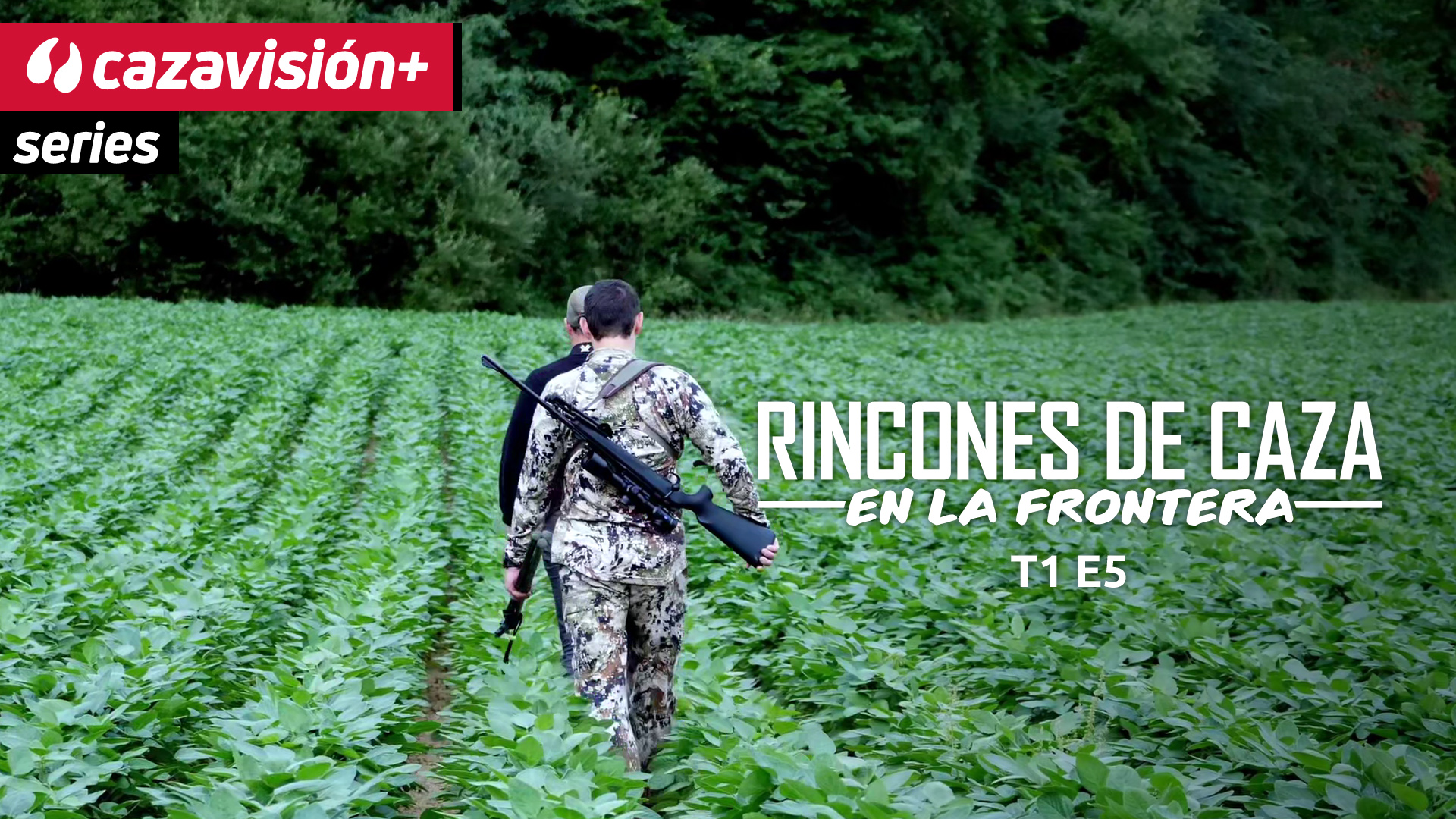 Corzos en Hauté-Pyrénées