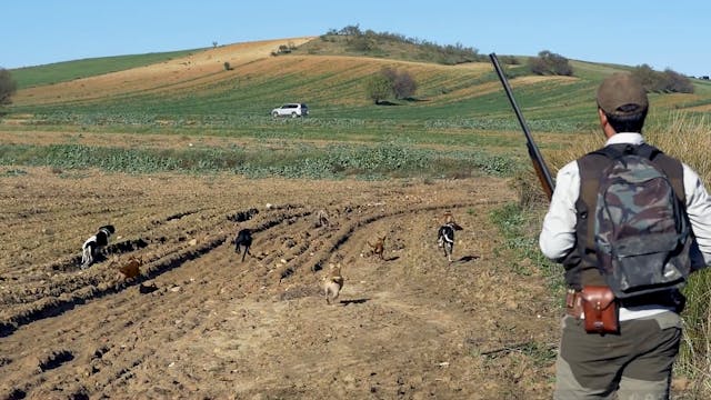 Conejos a ciegas en Junquera