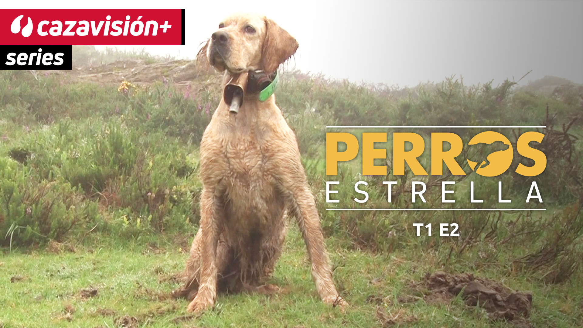 Setter inglés Obama, un titán en la montaña y con las becadas