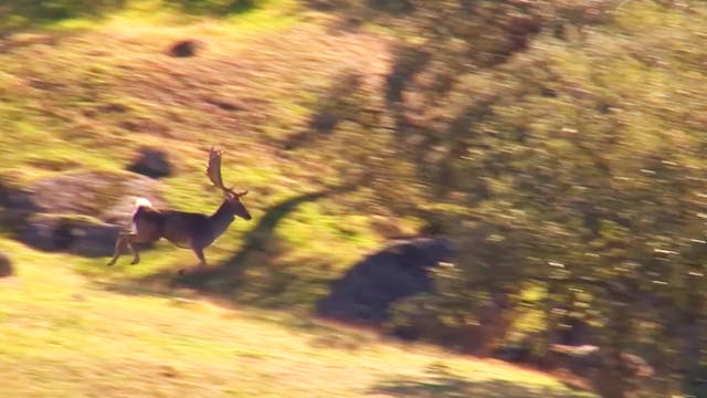 Montería en El Gorgojil