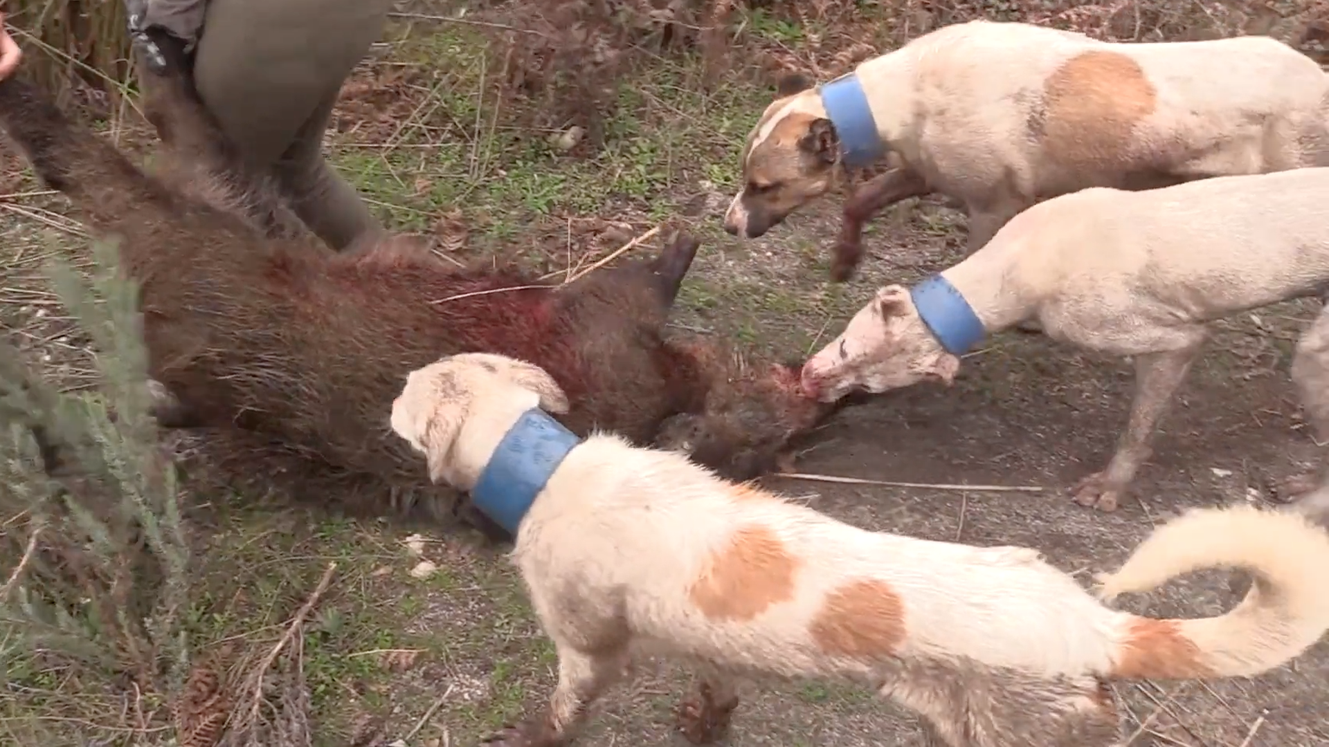 Lances monteros en Ponte do Sor