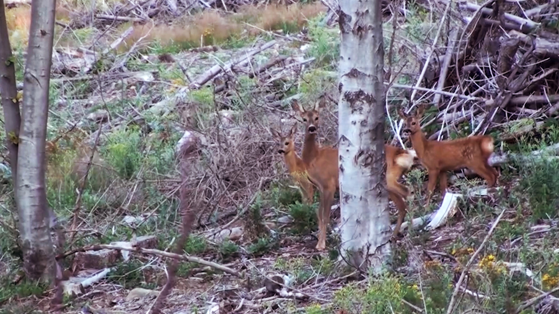 Recechos de rebeco, corzo y jabalí en Bulgaria