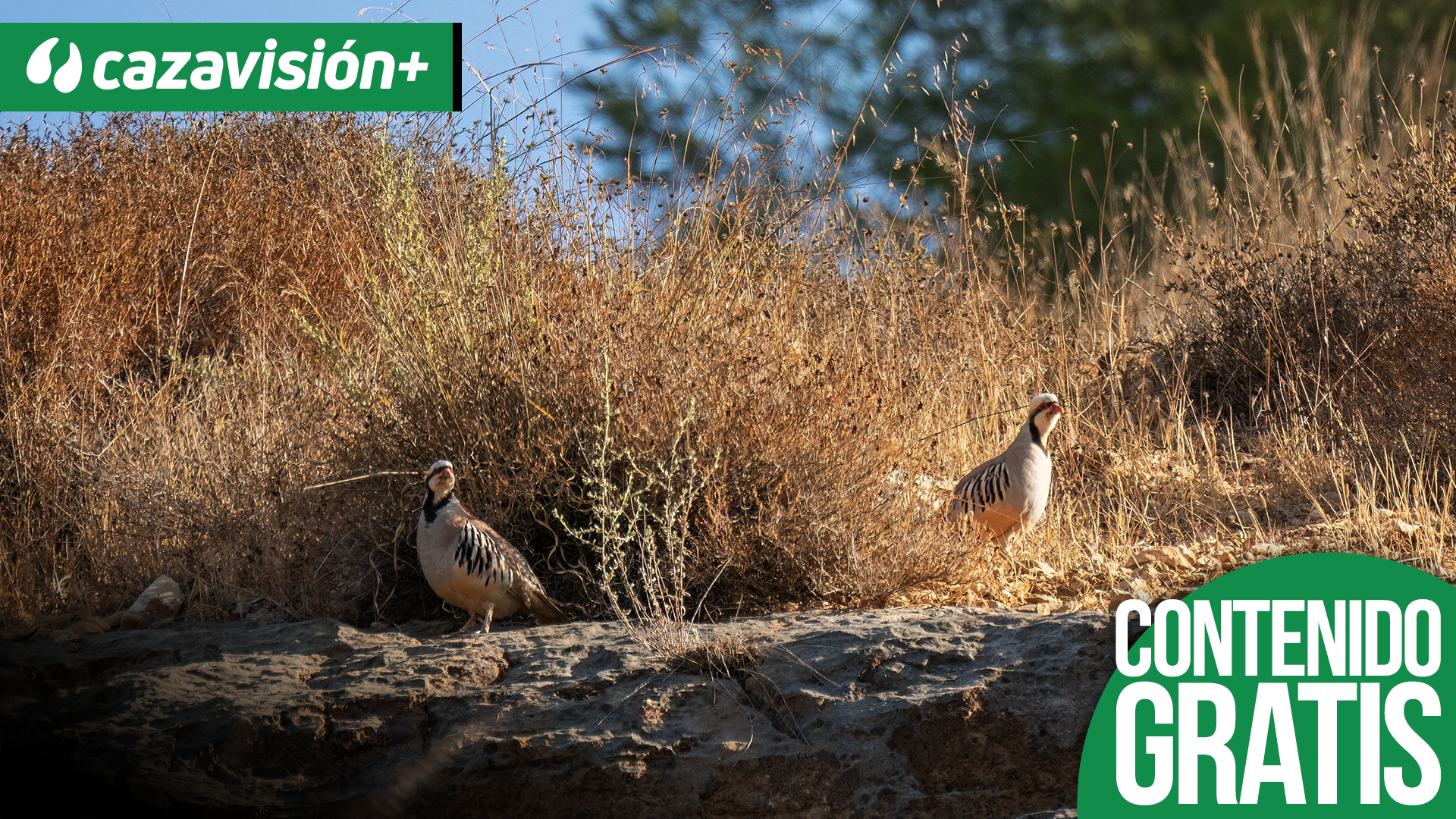 Tragacete tras las perdices salvajes de los Llanos del Caudillo