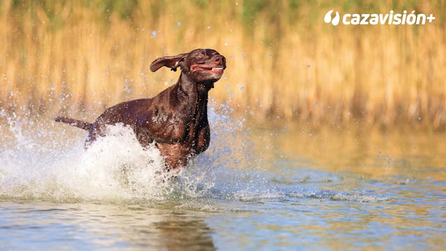Curso de adiestramiento. Cap 7: La re...