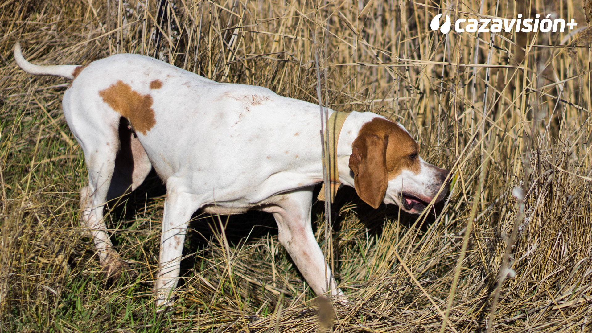 Curso de adiestramiento. Cap 4: La búsqueda