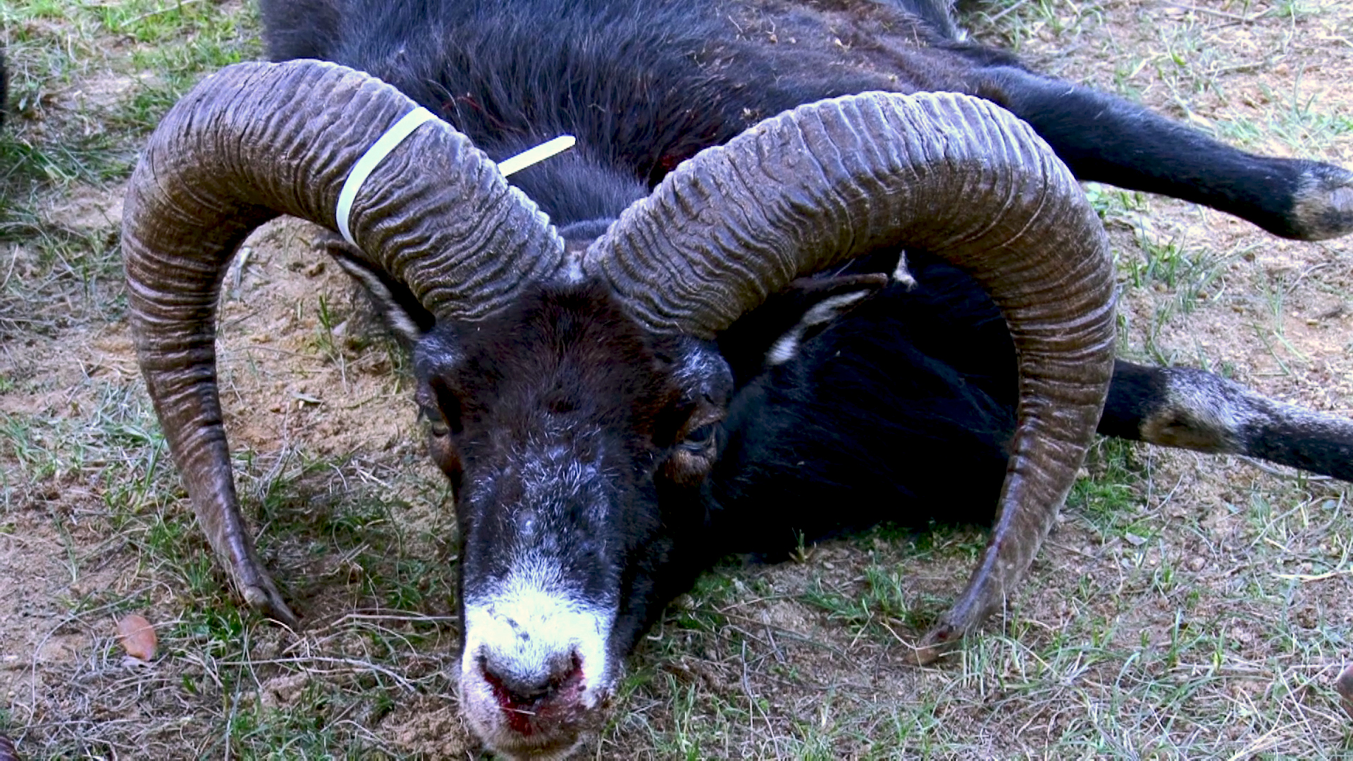 Montería en Cerro del Toro
