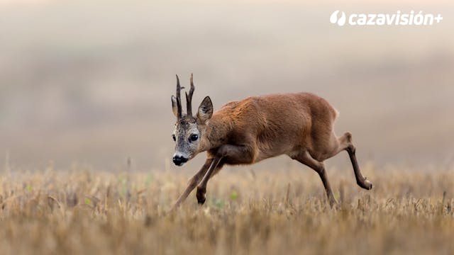 Corzos a rececho en los campos burgal...
