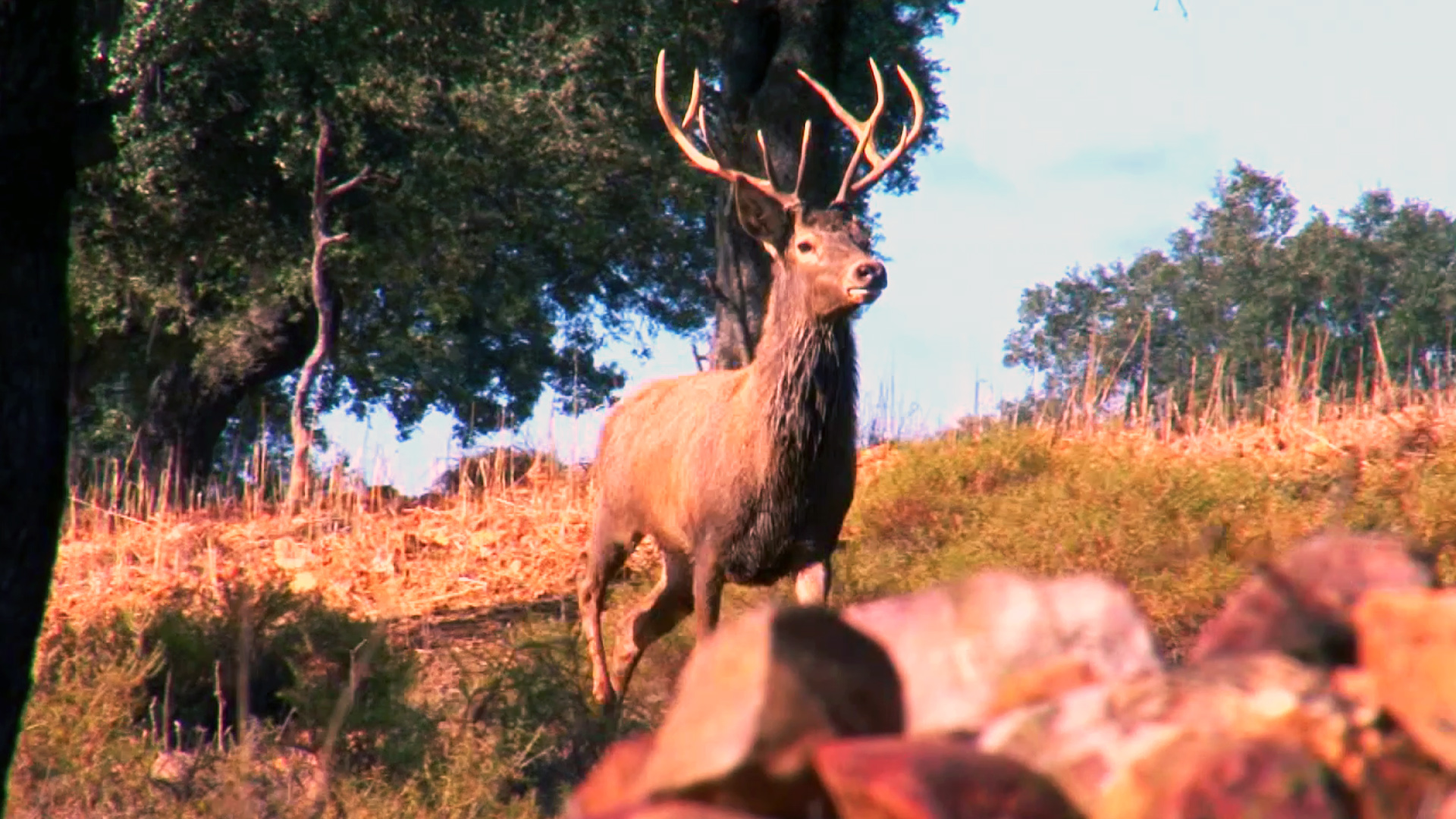 Montería formidable en la Dehesa La Ribera