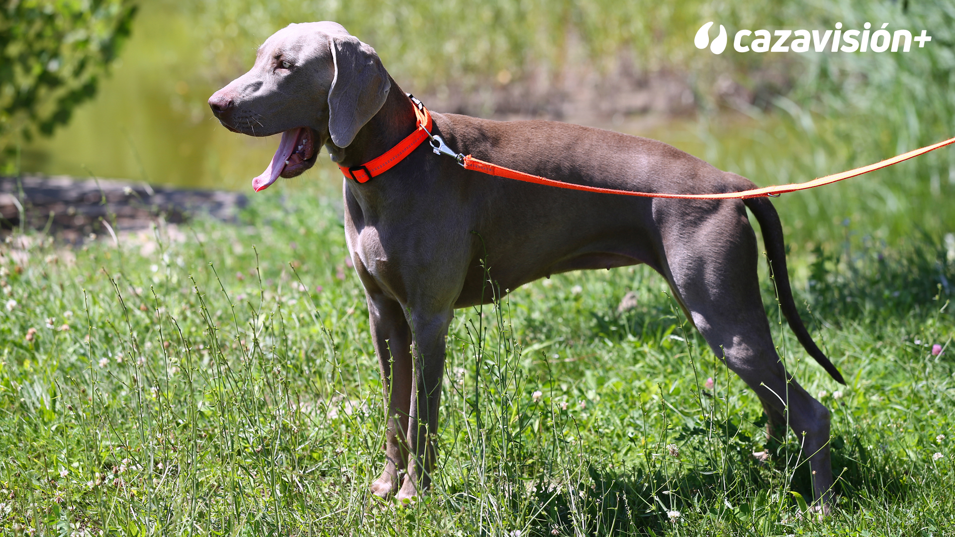 Razas continentales y británicas: Braco de Weimar