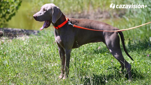 Razas continentales y británicas: Bra...