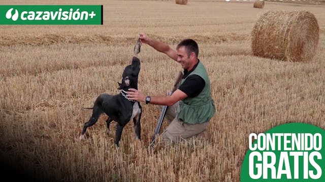 Codornices con Pointer en las Cuencas...