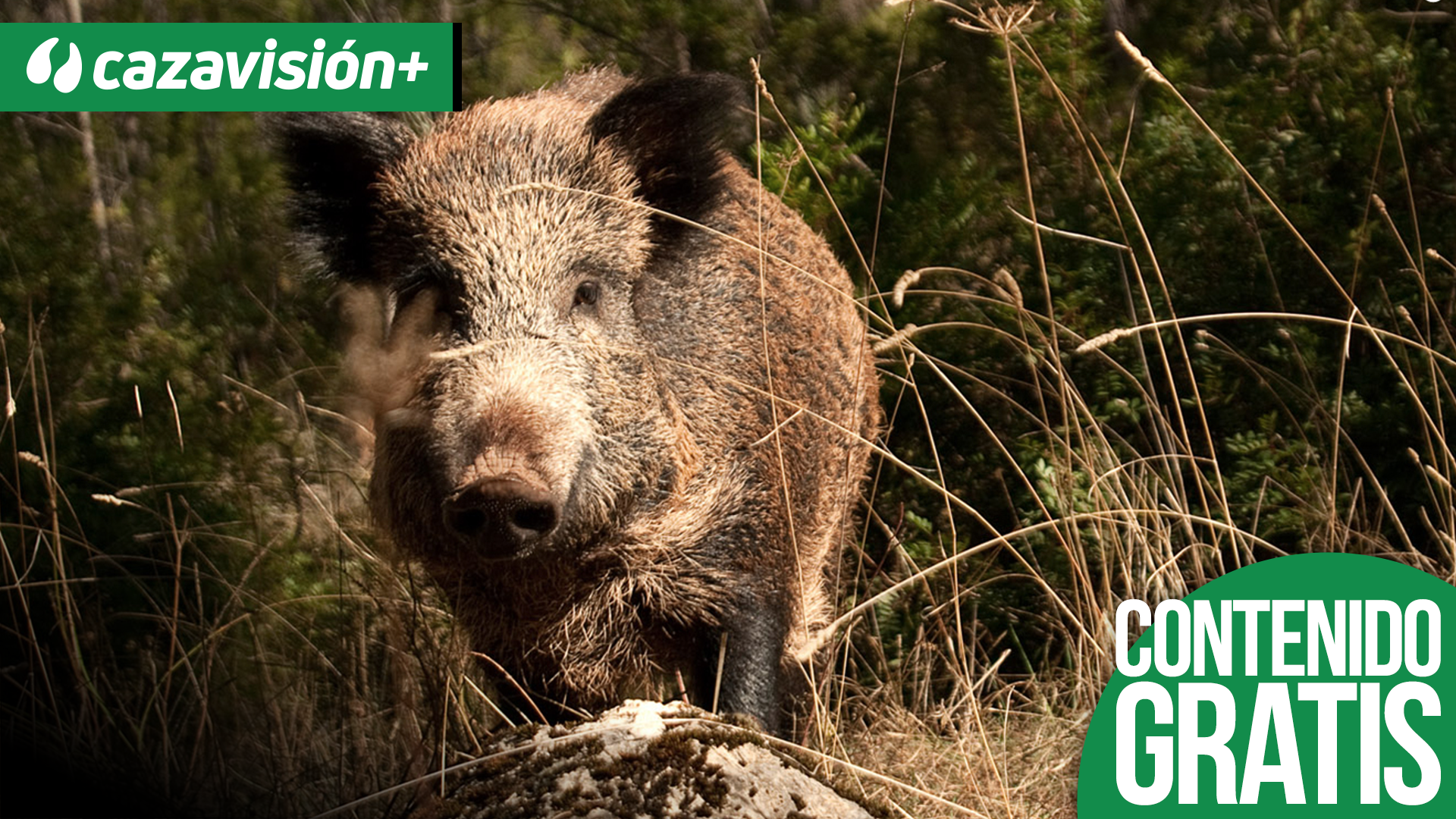 Montería en la finca Dehesa de la Calzada