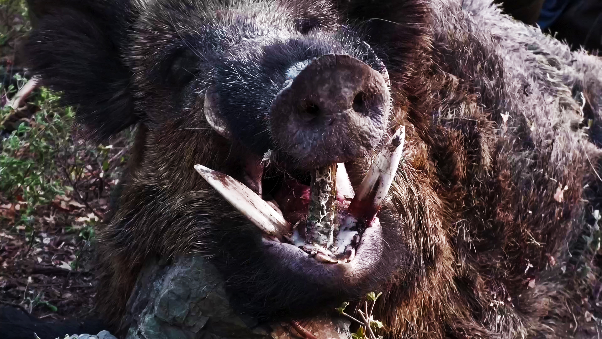 Attilas en la tierra de la Iliada