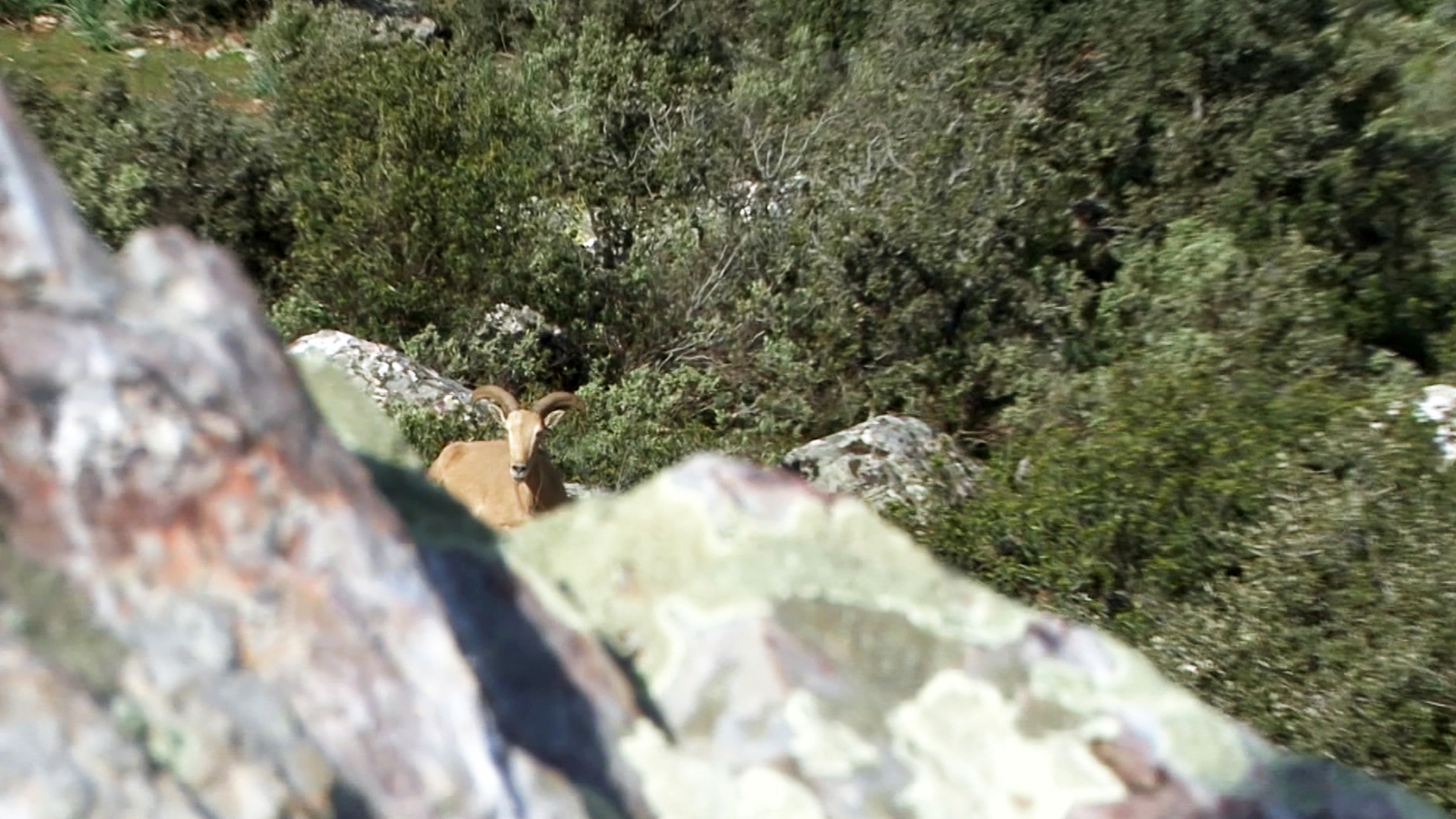 Rececho de arruí en Castilla la Mancha