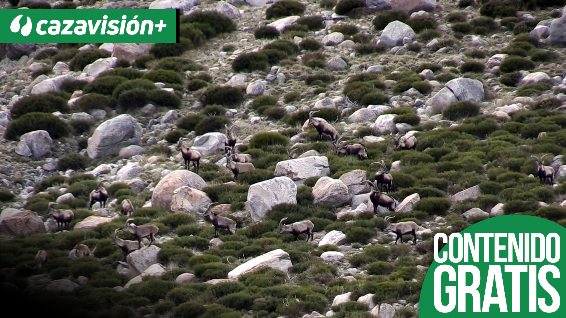 Machos Monteses entre el Jerte y Candeleda