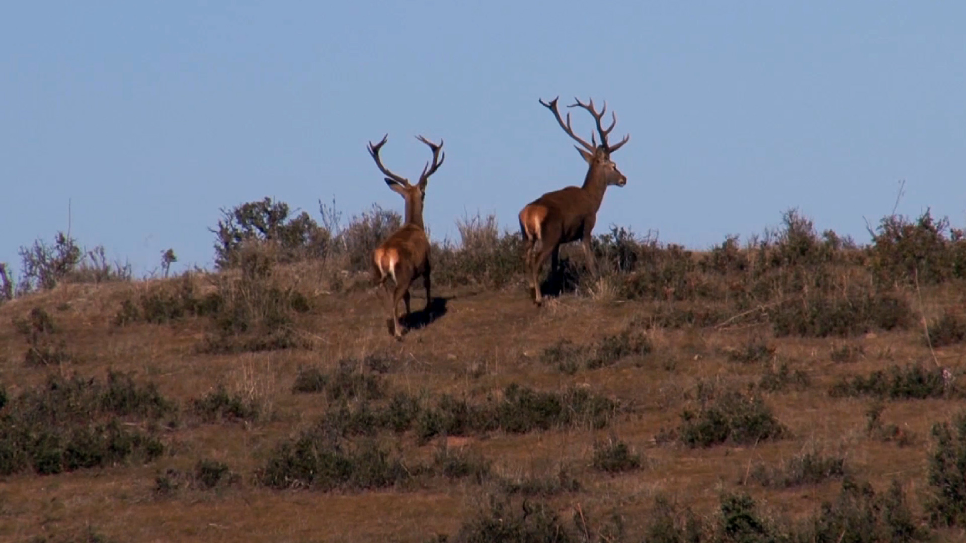 Monteando a los venados de Zabala