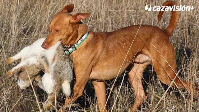 Razas Ibéricas: El podenco andaluz