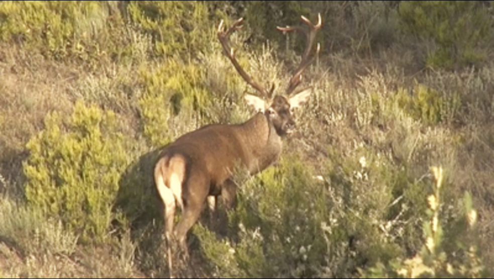 Venados, berrea y lances en Zamora