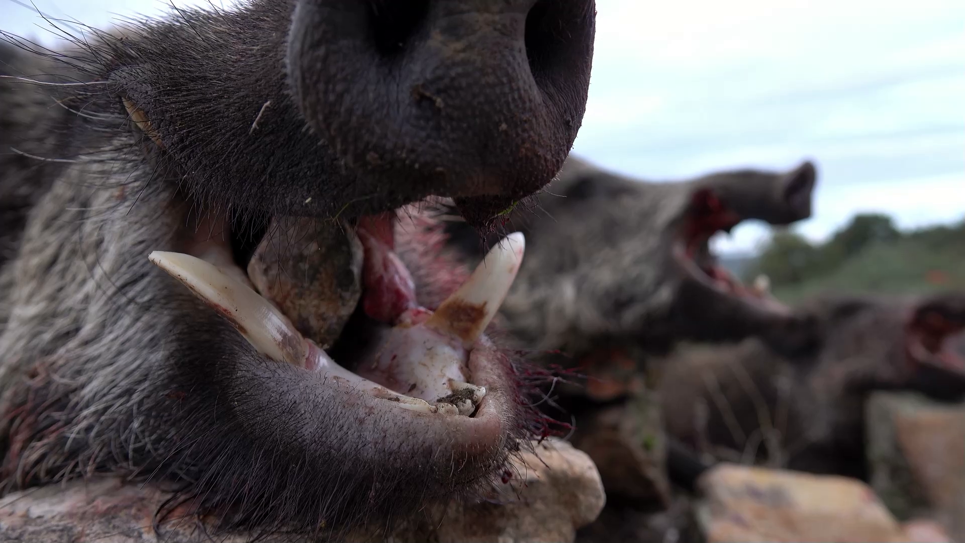 La montería en el Valle de Esteras. Protagonista: el jabalí
