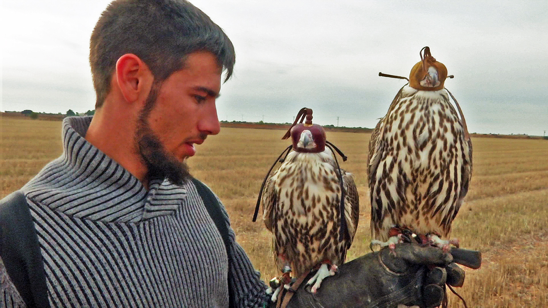 Acechando desde el cielo