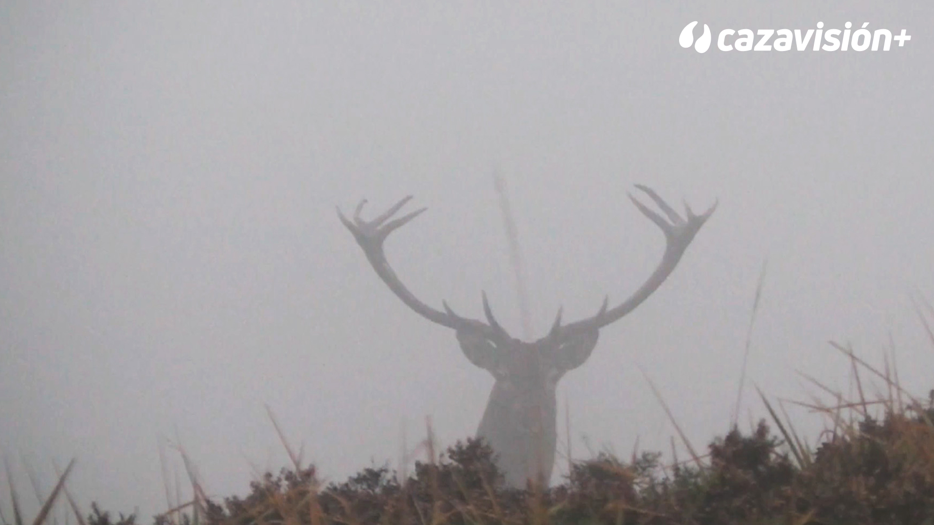 Riaño, berrea y lance de altura