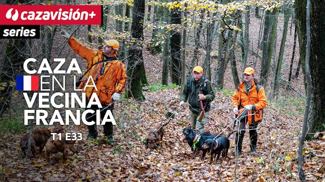 Caza en familia con los jabalíes como...