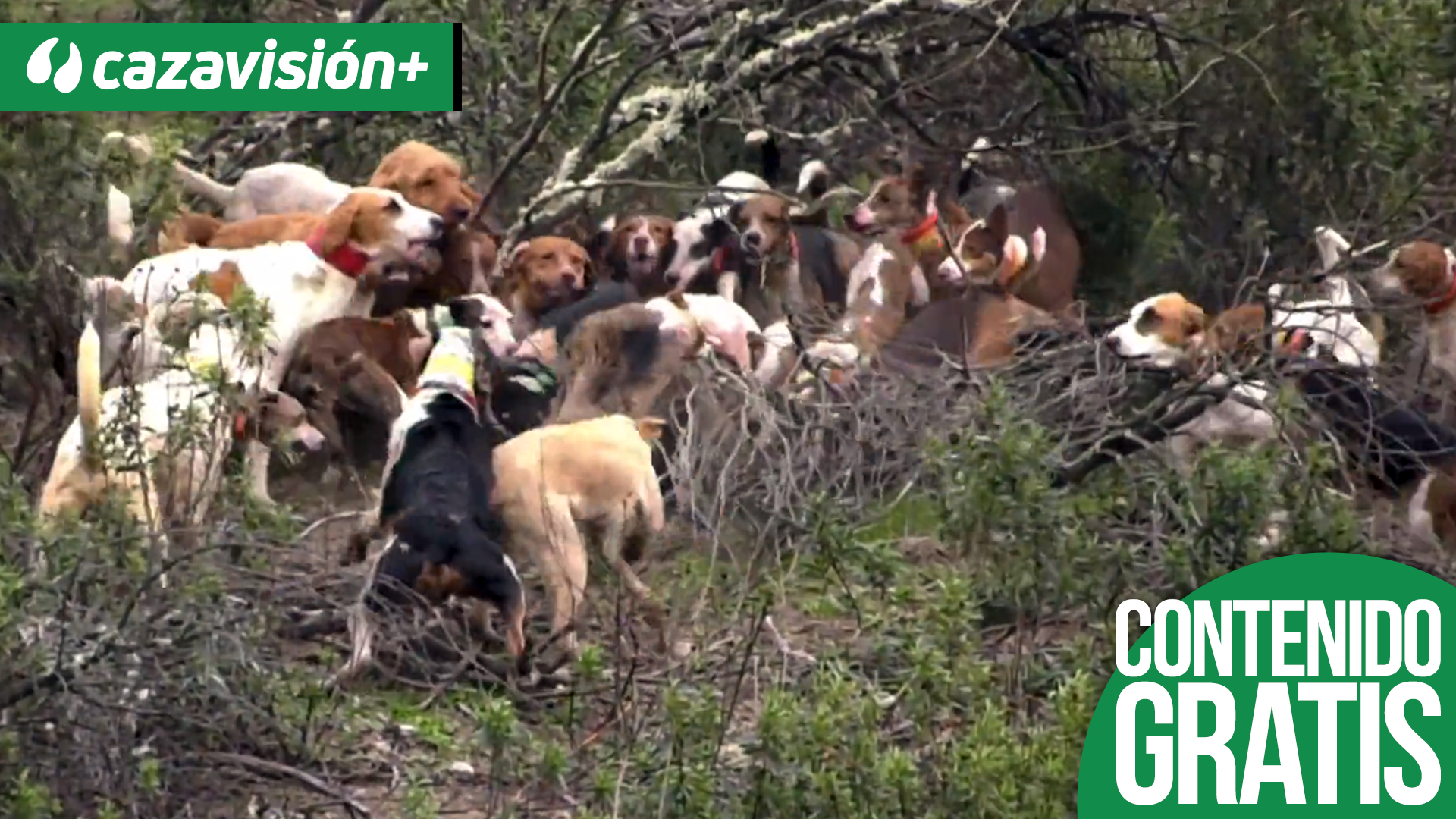 De montería en el Alentejo