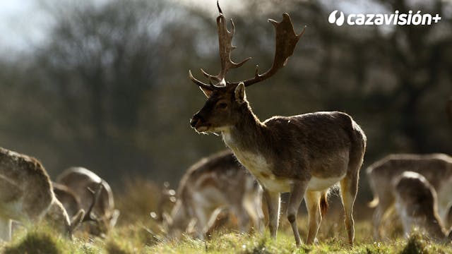 Montería de gamos en El Arco