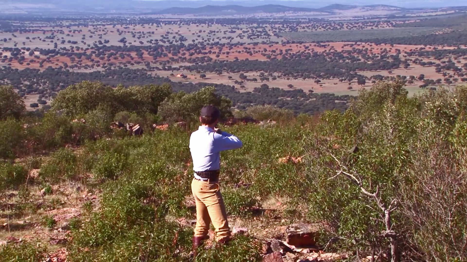 Jabalíes en El Fraile