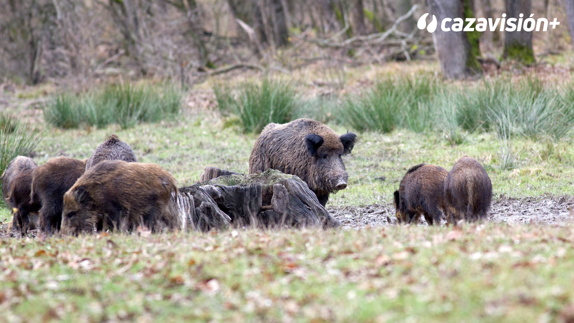 Montería de jabalíes en Majadavieja