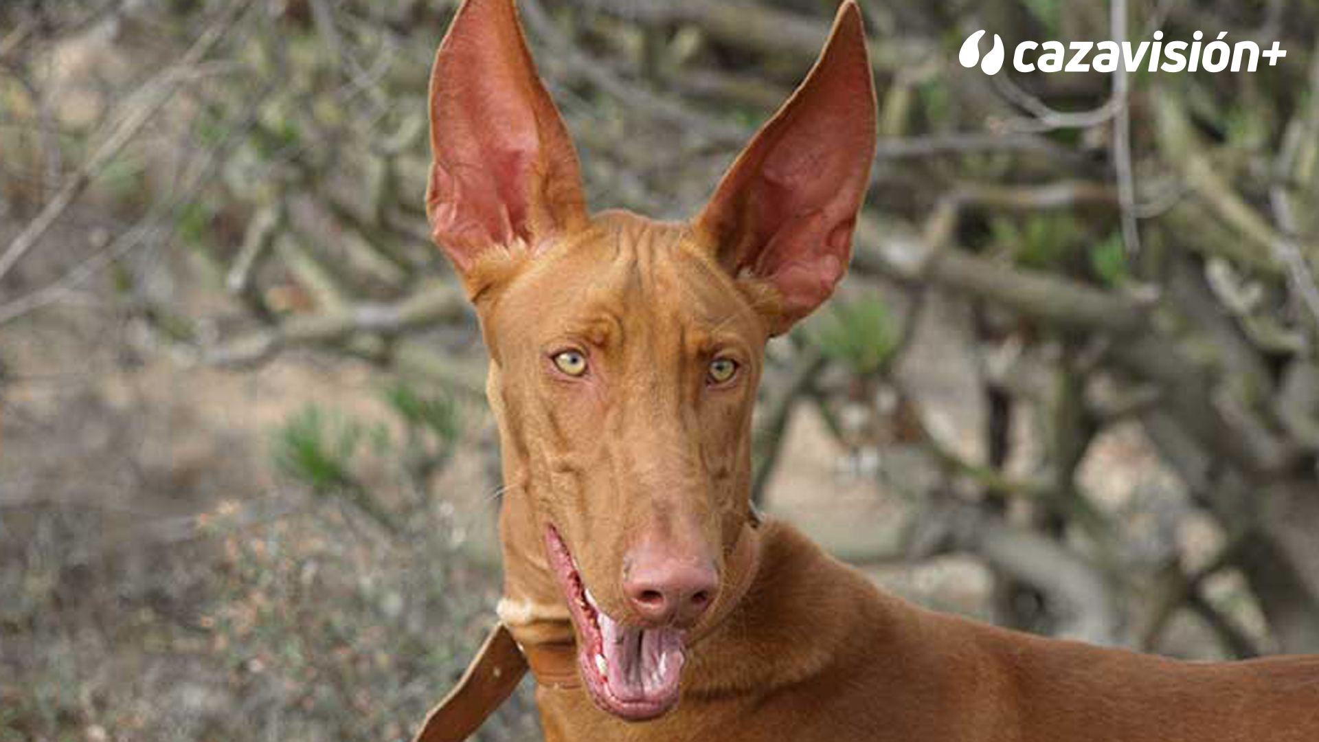 Razas Ibéricas: El podenco canario
