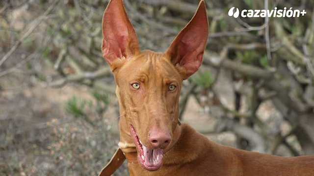 Razas Ibéricas: El podenco canario