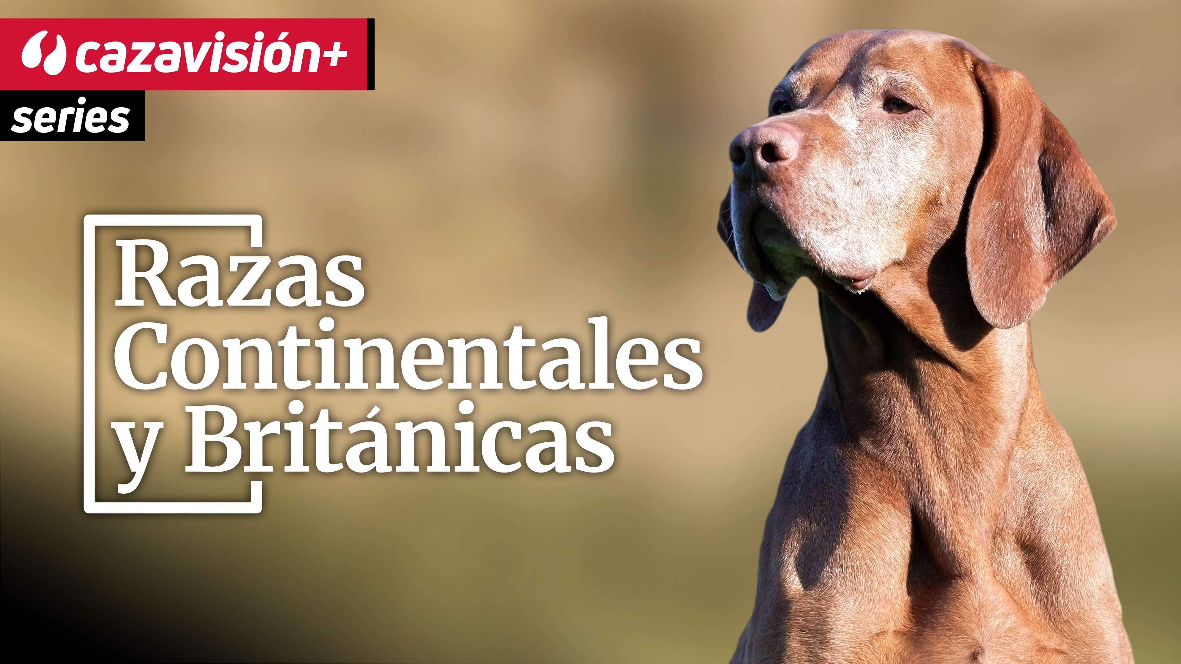 Razas continentales y británicas