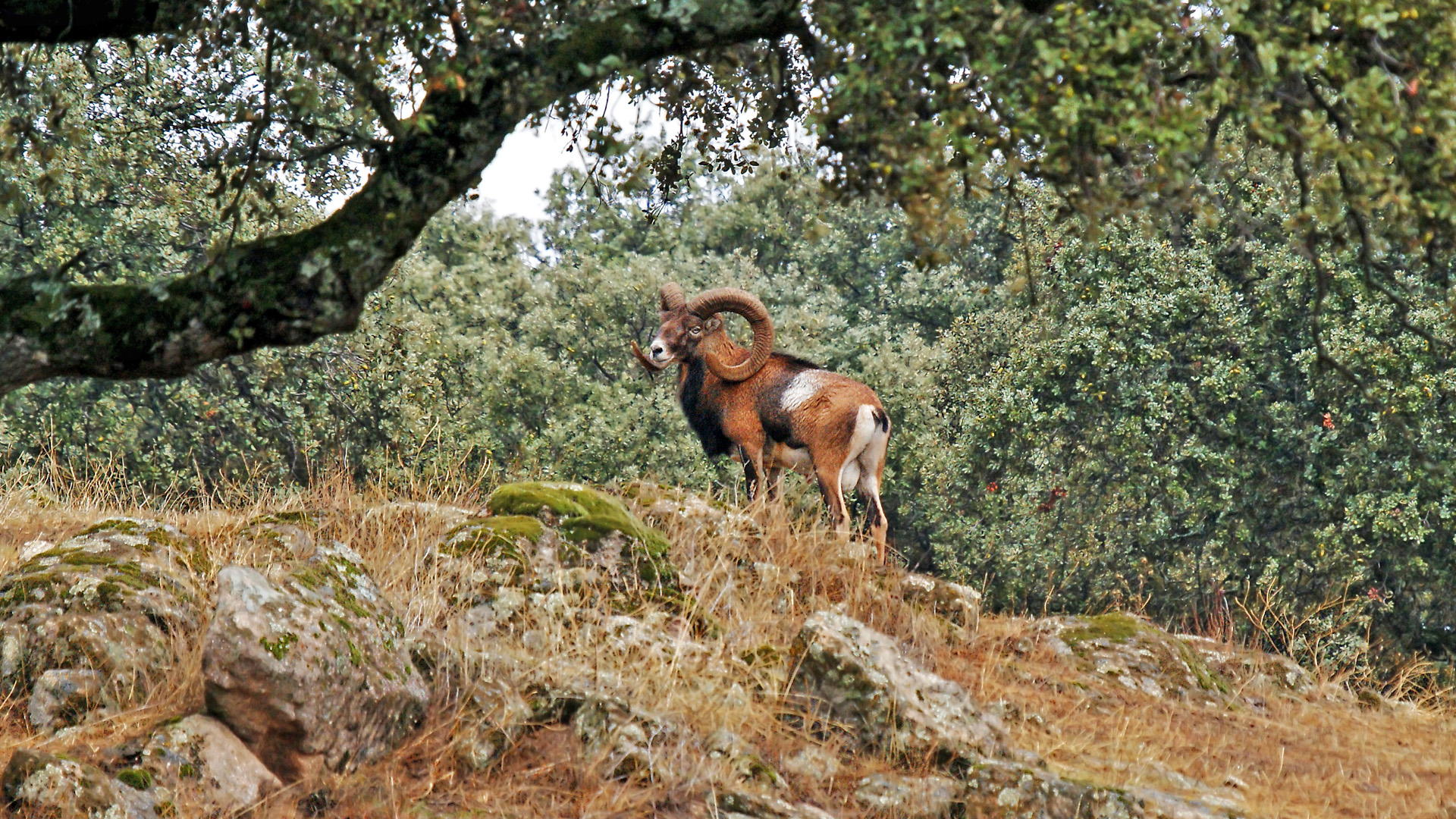 Cazando los muflones de Santa Quiteria