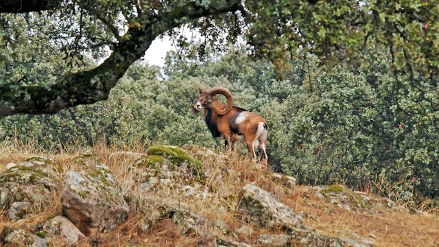 Cazando los muflones de Santa Quiteria