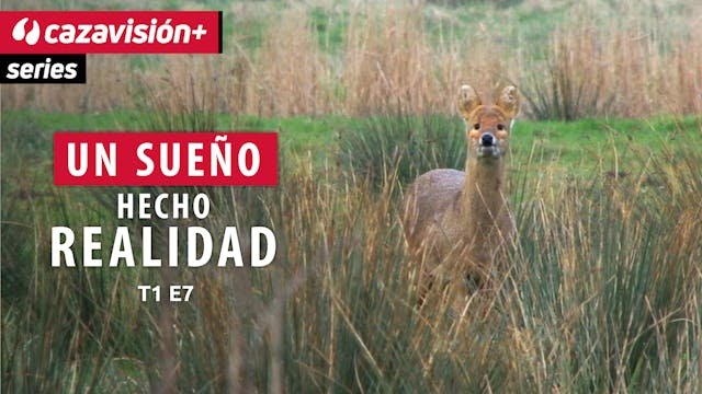 Detrás del ciervo chino de agua en Re...