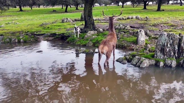 Montería en la Jabalina