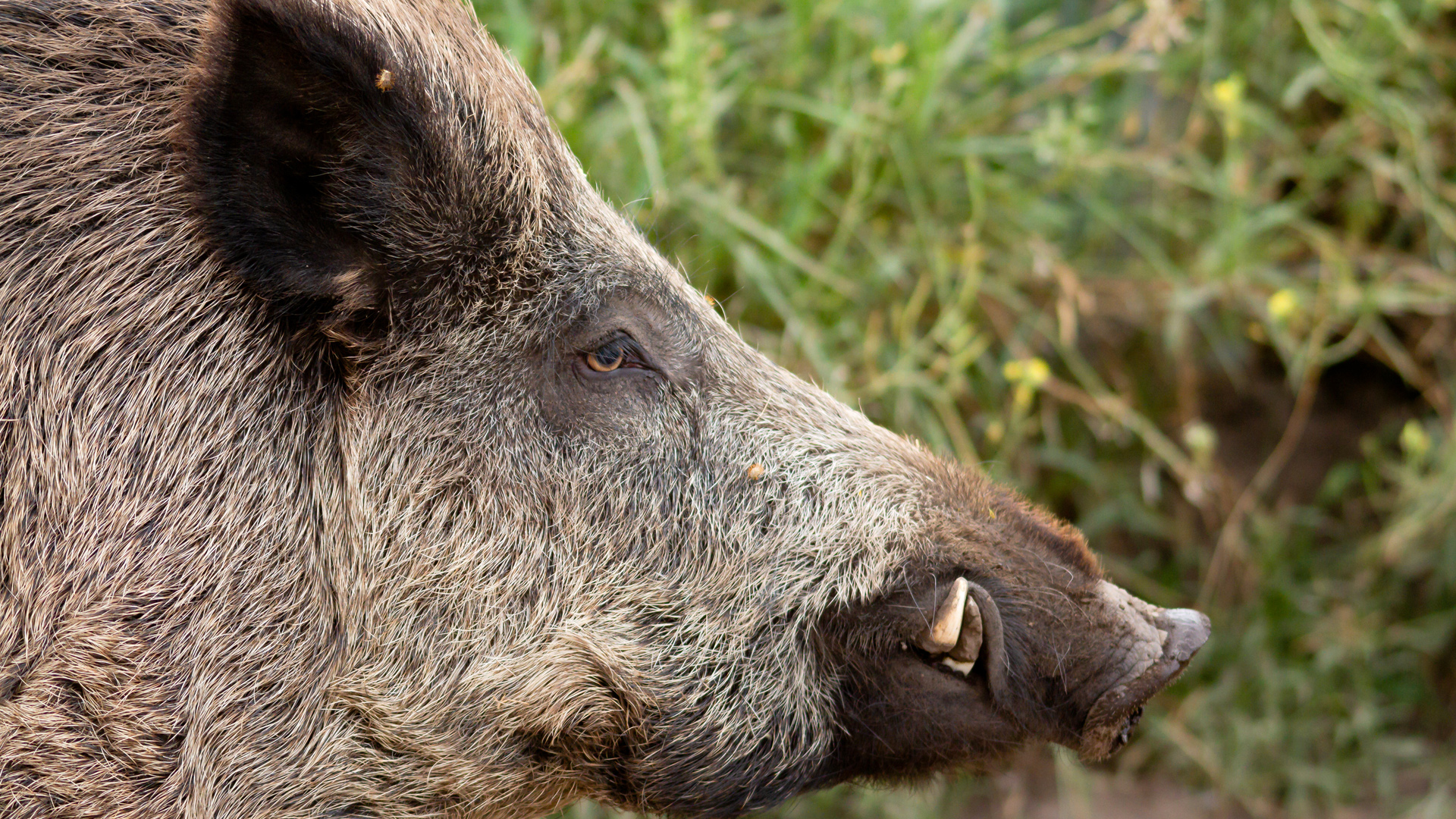 Los grandes jabalíes no se rinden