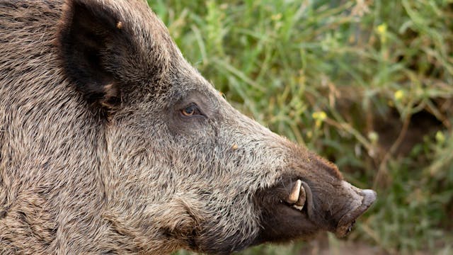 Los grandes jabalíes no se rinden