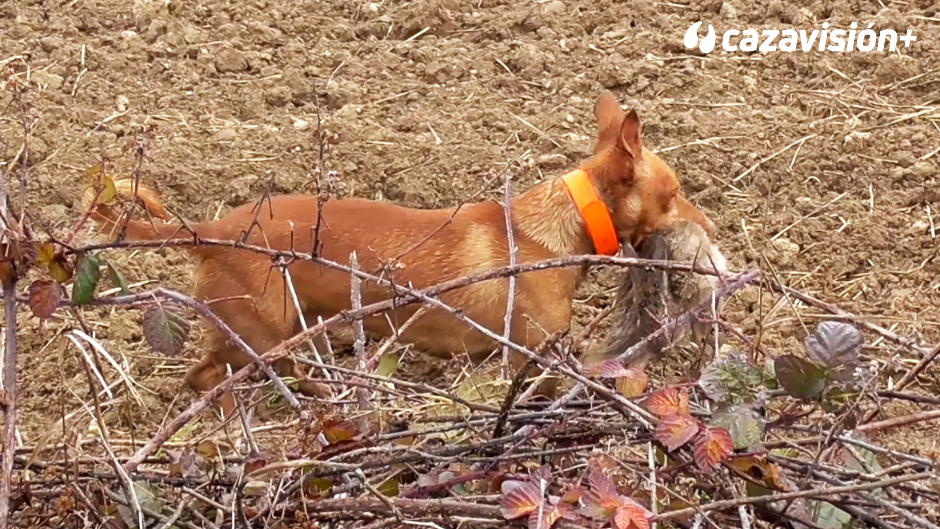 Control poblacional de conejos con podencos manetos