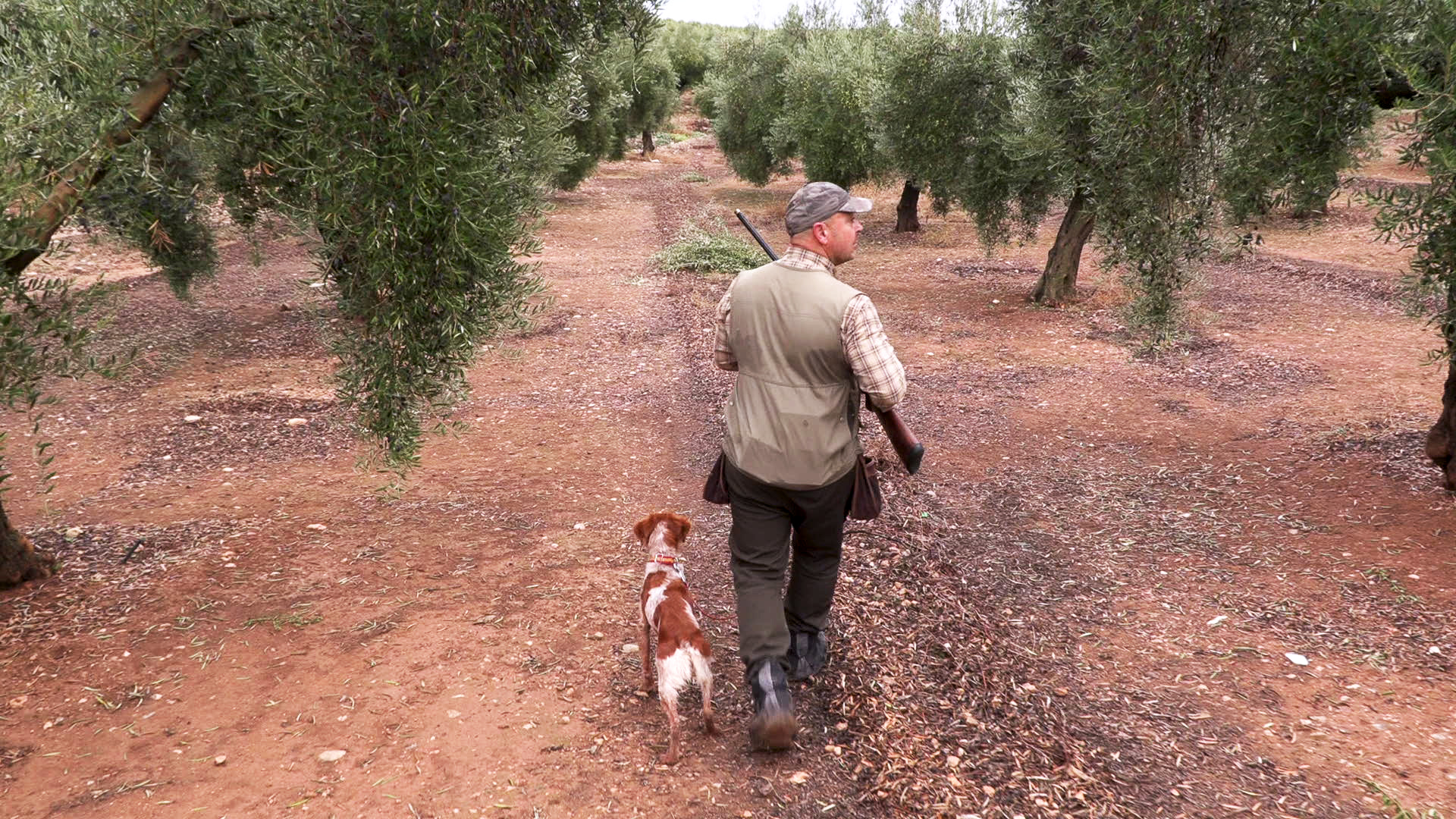 Zorzales a la mano entre olivos